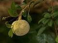 monkey fruit, curd fruit, elephant apple